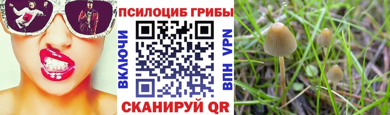 Псилоцибиновые грибы мухоморы  где продают наркотики  Касли 